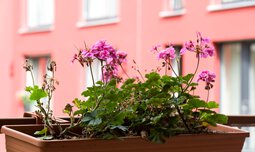 Blumen auf Balkon | © © Photographien Thomas Klinger, www.atelierklinger.de